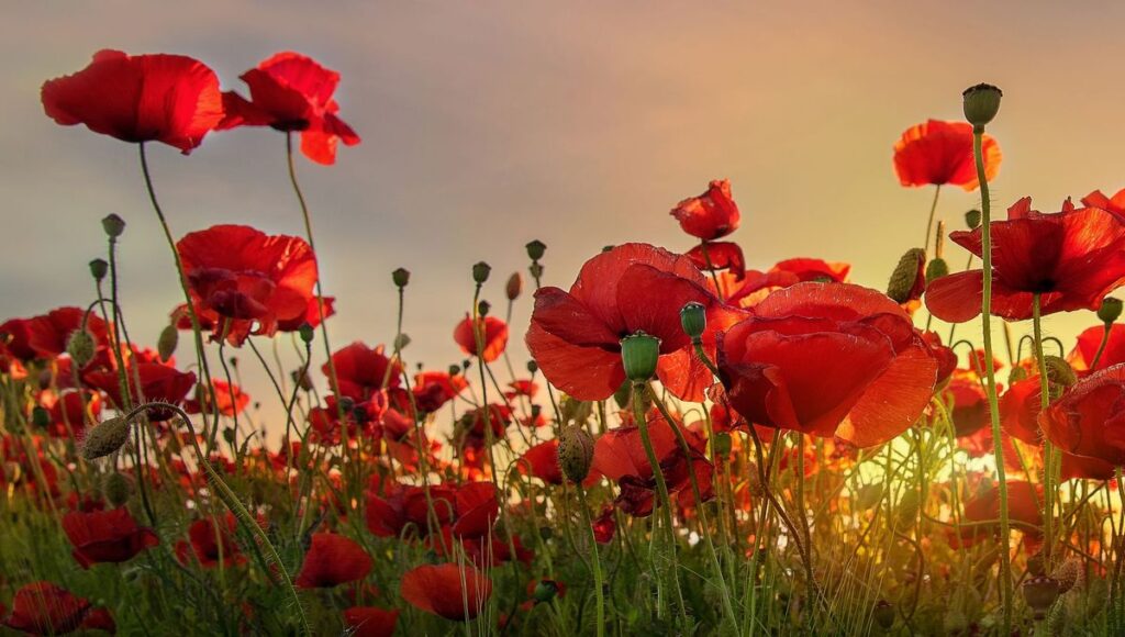 Le coquelicot (Papaver rhoeas) contient plusieurs composés actifs reconnus pour leurs effets sur le système nerveux.
