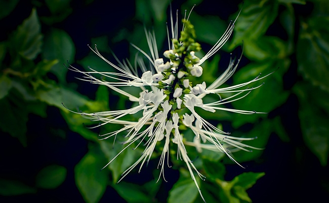 L'Orthosiphon Stimule l’élimination rénale. Aide à prévenir la rétention d’eau.