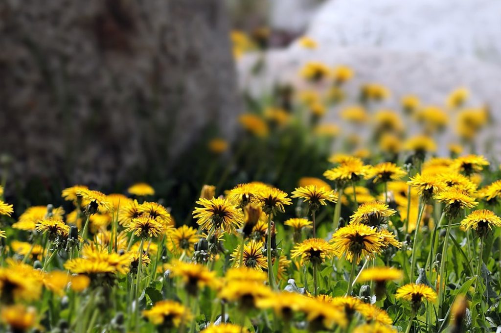 Le pissenlit pour nettoyer son foie et la santé urinaire