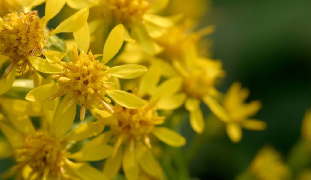 Solidage : allié naturel de la santé urinaire et du drainage rénal