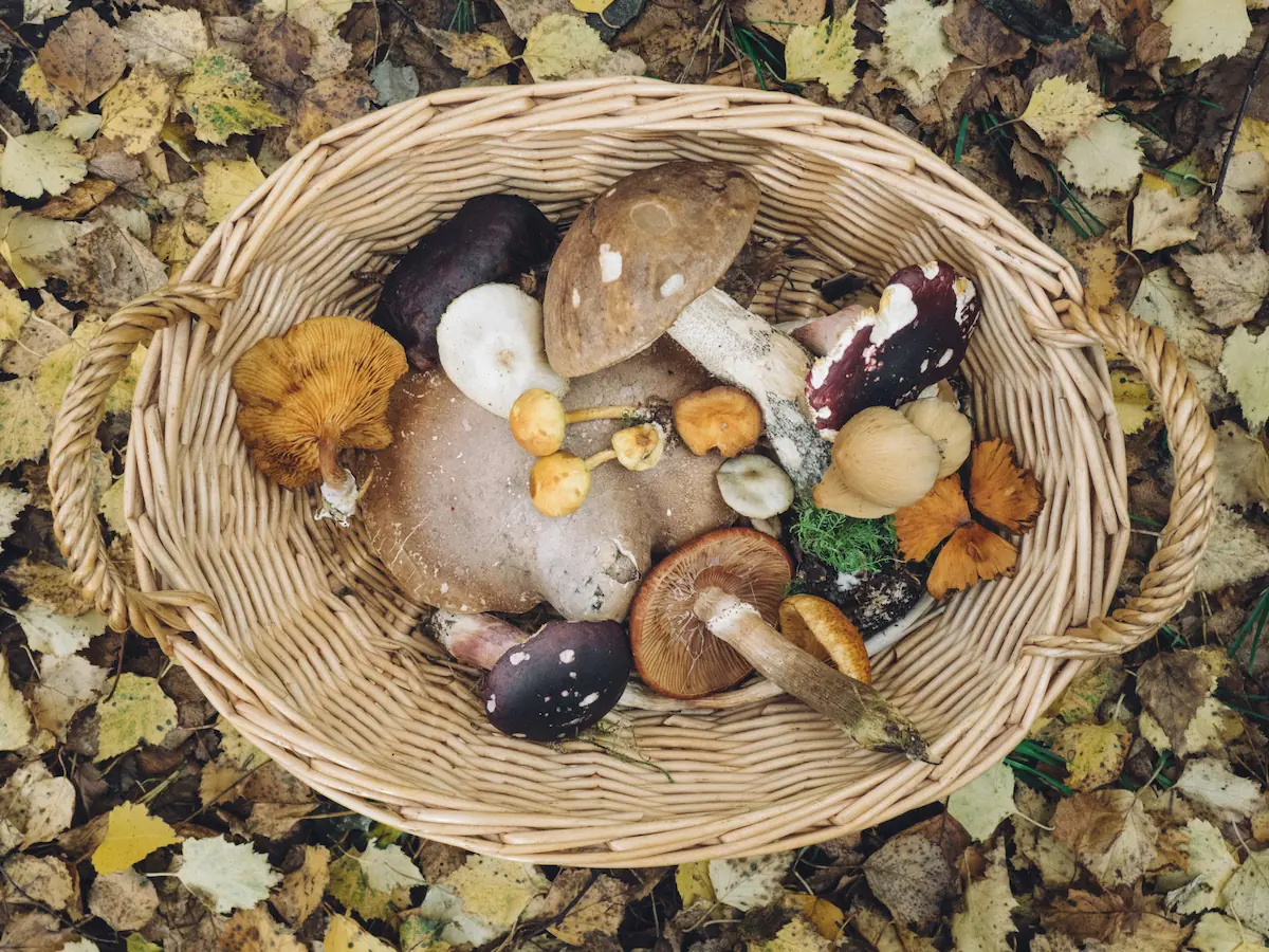 : Panier de champignons sauvages en forêt, variété d’espèces illustrant la vitamine D2 et ses variations.