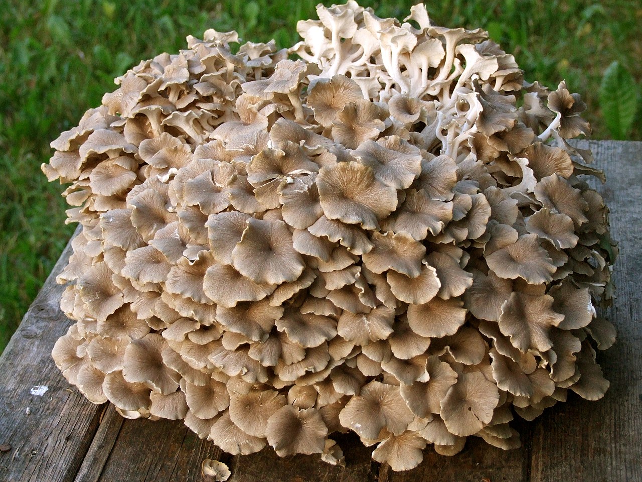 polyporus : 6 secrets puissants pour drainer naturellement