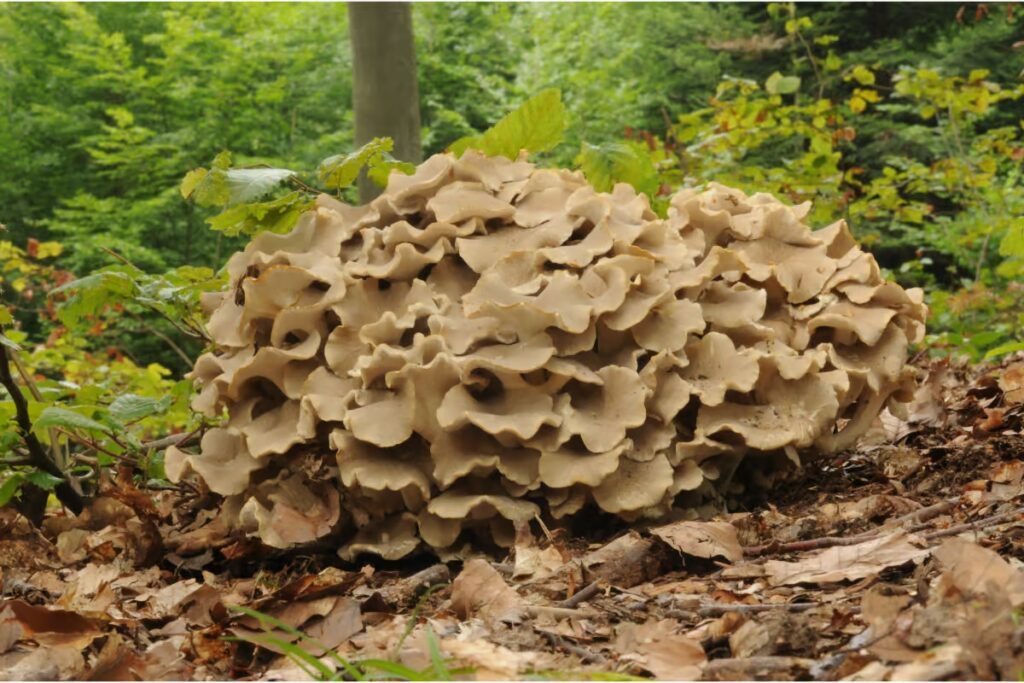 6 bienfaits du polyporus pour purifier votre corps
