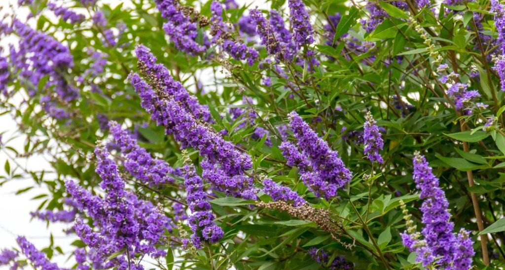 Gattilier : la plante naturelle pour l’équilibre féminin