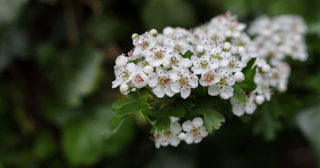 Aubépine : bienfaits, dangers et utilisation naturelle