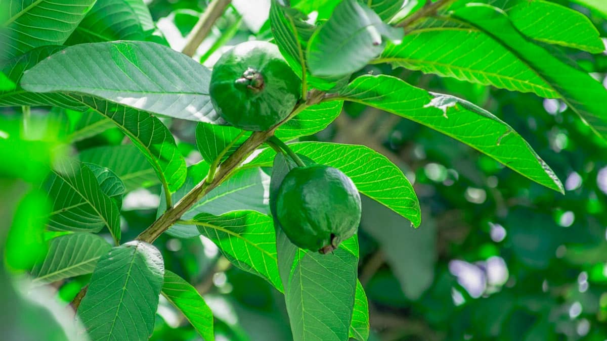 Découvrez comment les feuilles de goyave soutiennent la digestion et aident naturellement la glycémie.